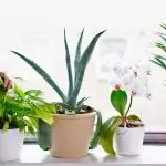 [Растенија во куќата] Како да се грижи за нов цвет по шопинг?
