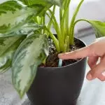 [Pflanzen im Haus] Wie kümmert man sich nach dem Einkaufen um eine neue Blume kümmern?