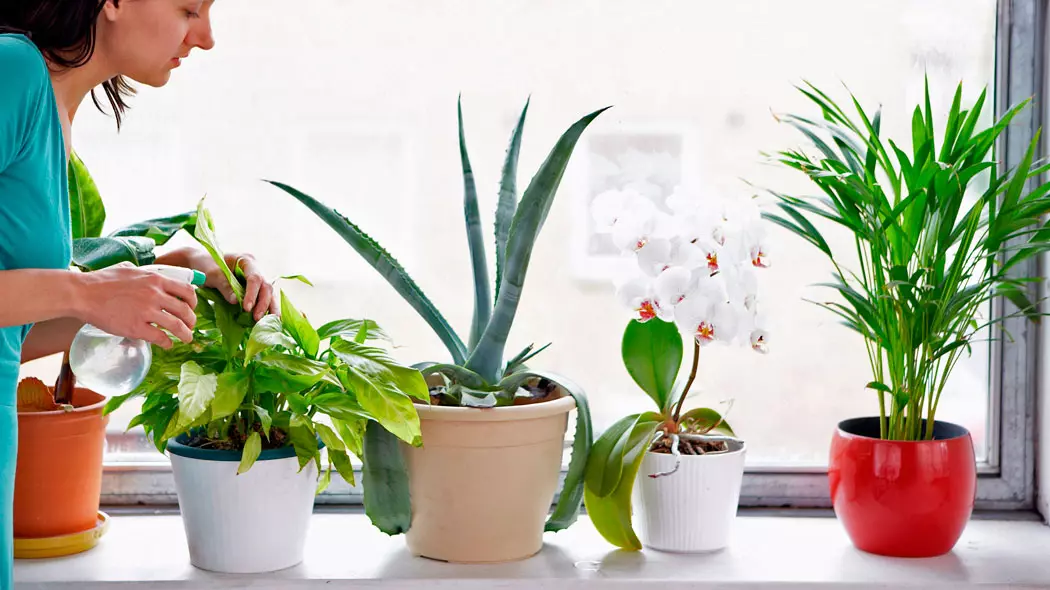 [Növények a házban] Hogyan kell törődni egy új virág után vásárlás után?