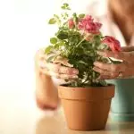 [گھر میں پودوں] خریداری کے بعد ایک نیا پھول کی دیکھ بھال کیسے کریں؟