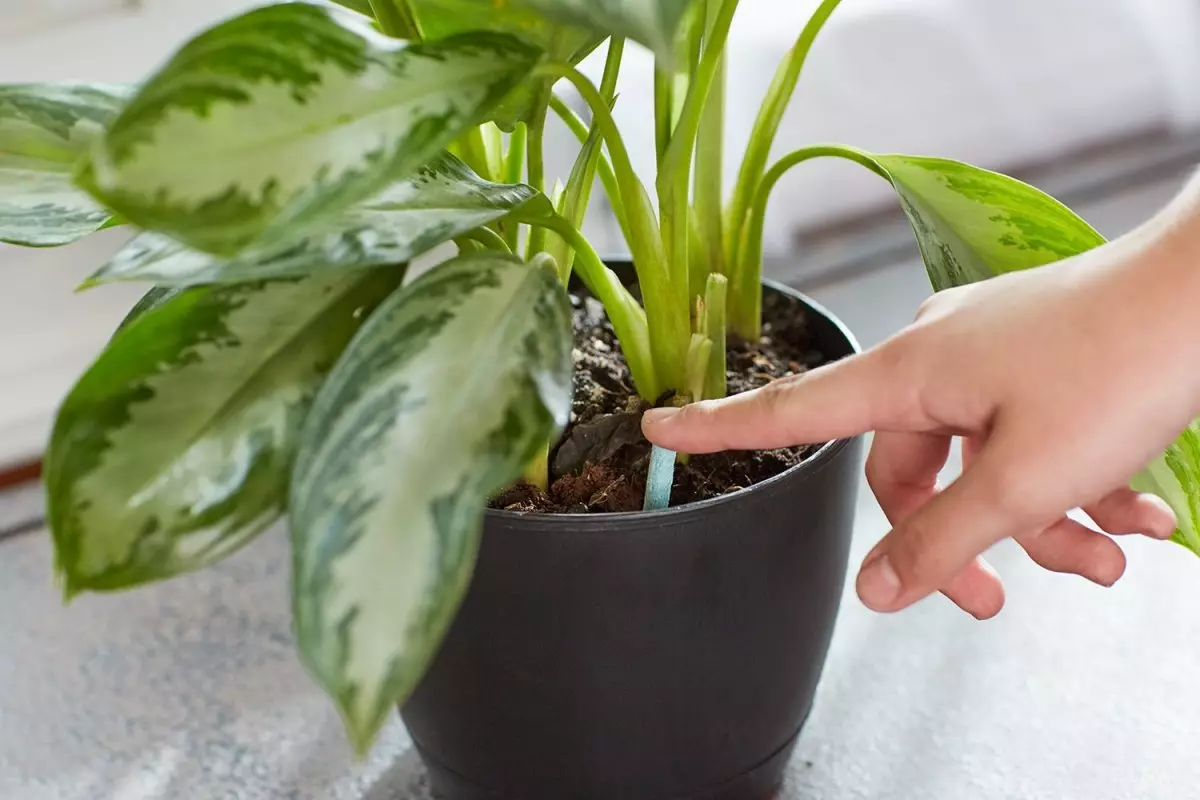 [Planter i huset] Hvordan bryr seg om en ny blomst etter shopping?