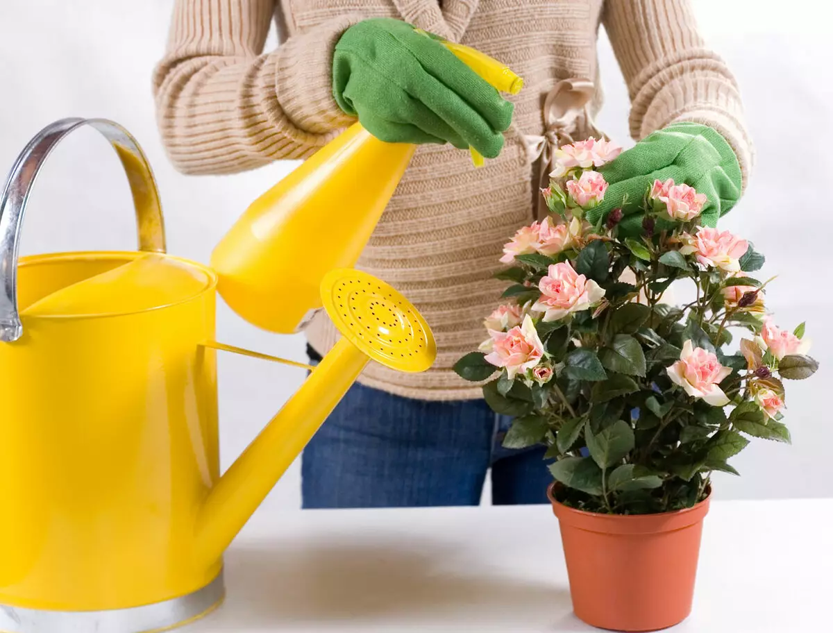 [Planter i huset] Hvordan bryr seg om en ny blomst etter shopping?