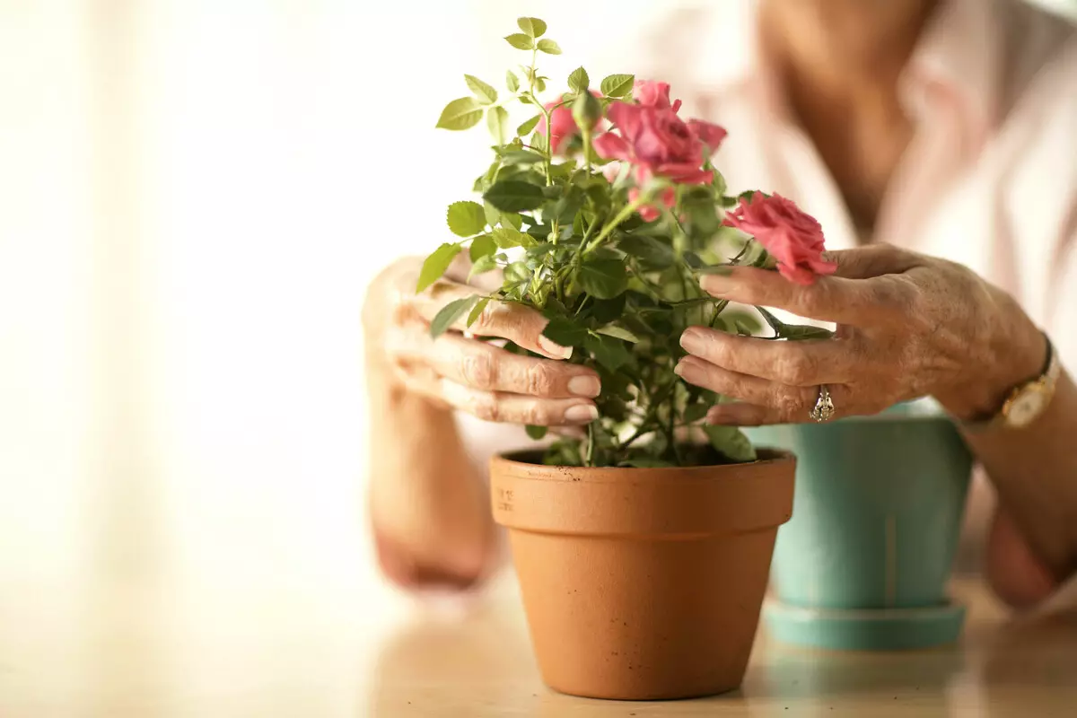 [Planten in het huis] Hoe te zorgen voor een nieuwe bloem na het winkelen?