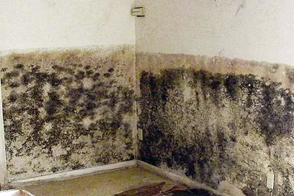 如何通過民間補救措施從公寓的牆壁中取出真菌