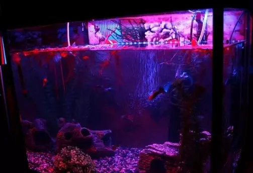 LED tepi yeiyo aquarium mwenje