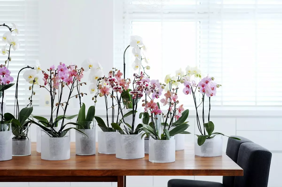 On posar orquídies: llocs a la casa amb condicions favorables