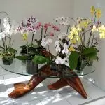 Where to put orchid: places in the house with favorable conditions