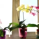 Hol kell elhelyezni Orchid: Helyek a házban kedvező feltételekkel