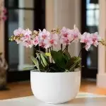 Li ku derê Orchid: Cihên li malê bi şert û mercên xweş
