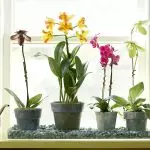 On posar orquídies: llocs a la casa amb condicions favorables