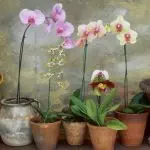 Kje dati Orchid: mesta v hiši z ugodnimi pogoji