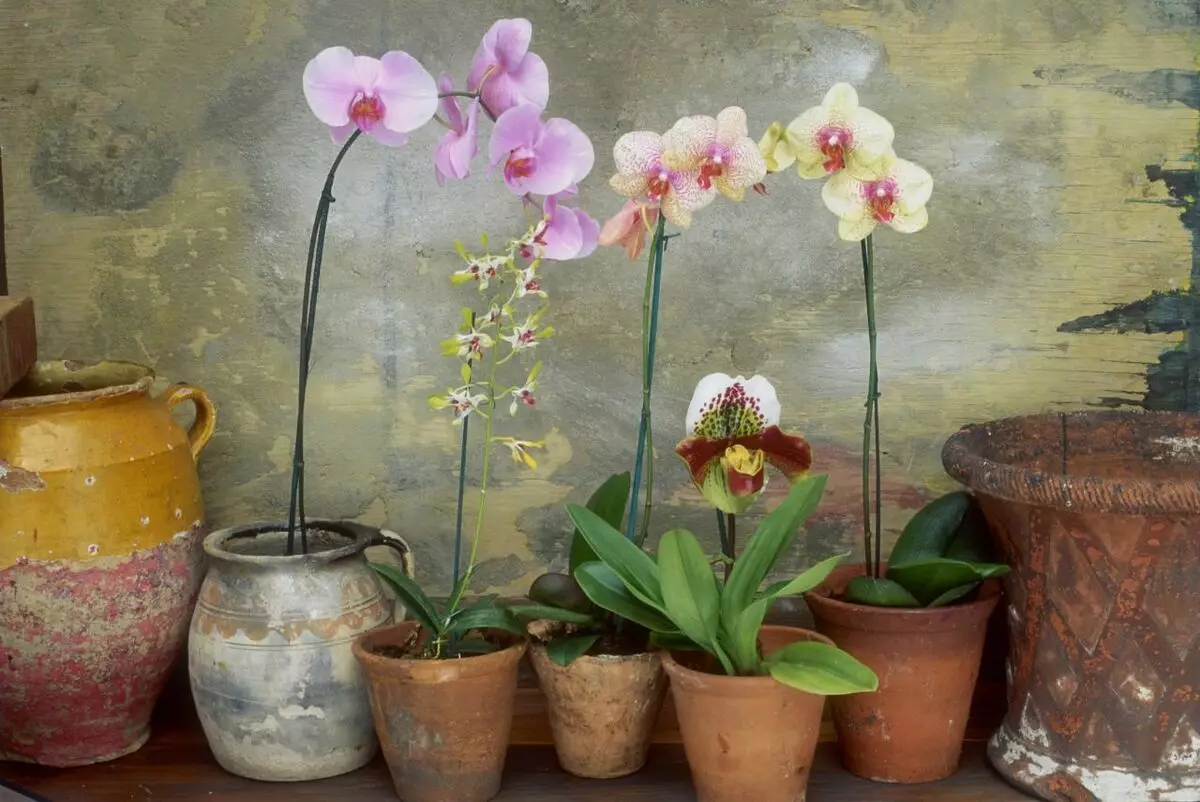 Dónde poner Orchid: Lugares en la casa con condiciones favorables.