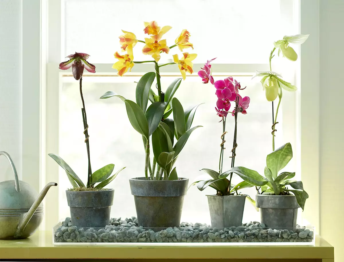 Hol kell elhelyezni Orchid: Helyek a házban kedvező feltételekkel
