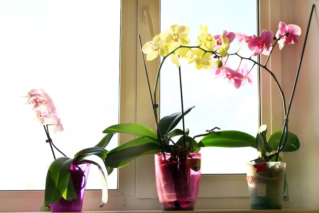 Dónde poner Orchid: Lugares en la casa con condiciones favorables.