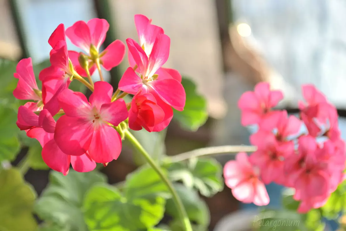 Fleurs dans la maison: pourquoi ne coule pas de géranium et ne donne que le feuillage?