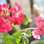 ดอกไม้ในบ้าน: ทำไมไม่ไหล Geranium และให้ใบไม้เท่านั้น?