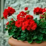 Blommor i huset: Varför flyter inte Geranium och ger bara lövverk?