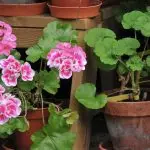 Cvijeće u kući: zašto ne prolazi geranium i daje samo lišće?