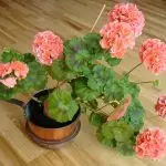 Cvetje v hiši: Zakaj ne teče geranije in daje samo listje?