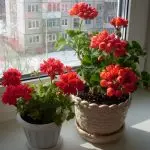 Fleurs dans la maison: pourquoi ne coule pas de géranium et ne donne que le feuillage?