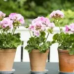 פרחים בבית: למה לא זורם גרניום נותן רק עלים?