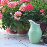 Bloemen in het huis: waarom stromt geen geranium en geeft alleen blad?