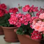 Gėlės namuose: kodėl ne teka geranium ir suteikia tik lapai?