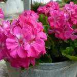 Virágok a házban: Miért nem áramlik Geraniumot, és csak lombozatot ad?