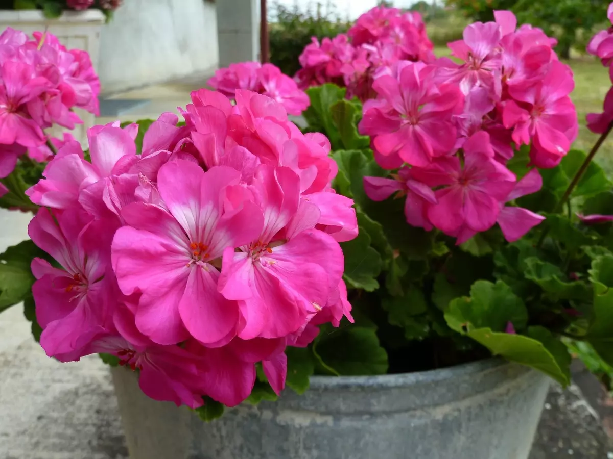 Flores en la casa: ¿Por qué no fluye geranio y da solo follaje?