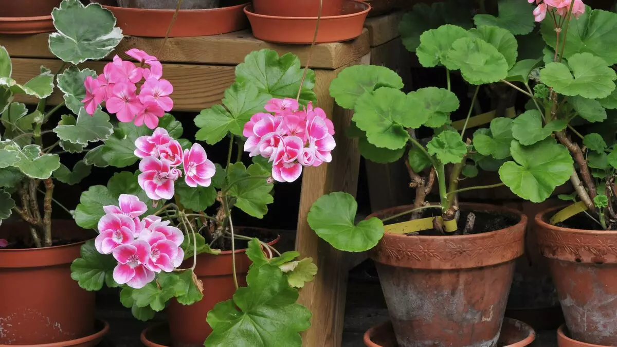 Blomster i huset: Hvorfor flyder ikke Geranium og giver kun løv?