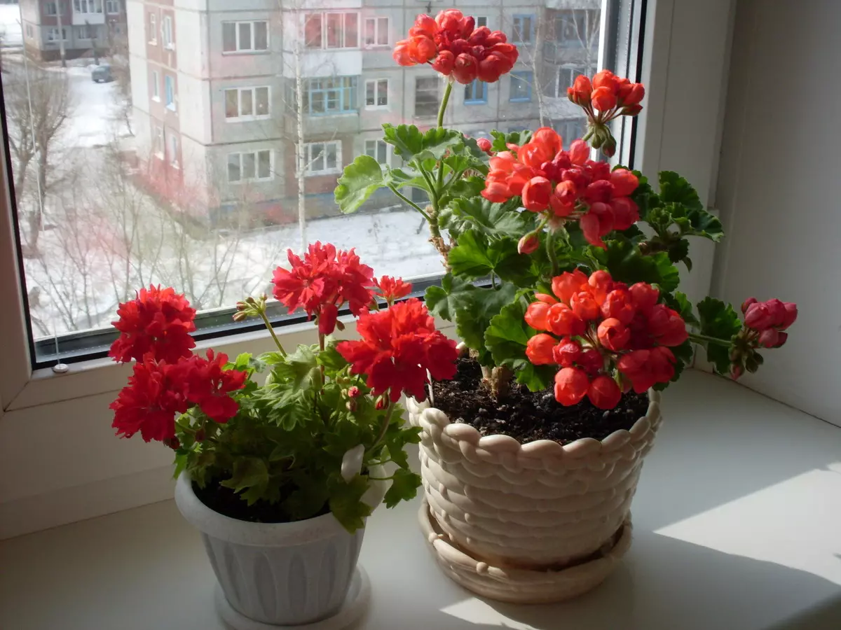 Bloemen in het huis: waarom stromt geen geranium en geeft alleen blad?