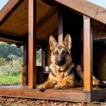 Будка для собаки на присадибній ділянці [5 цікавих ідей]