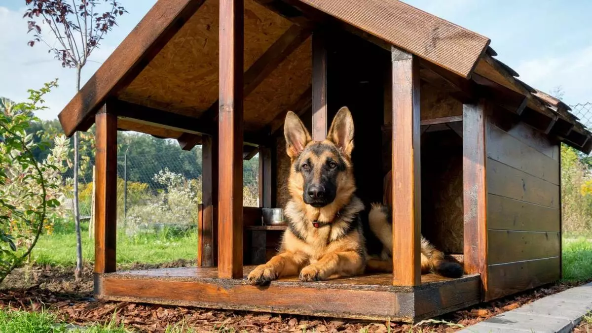 Booth pentru câini la șantier de pepinieră [5 idei interesante]