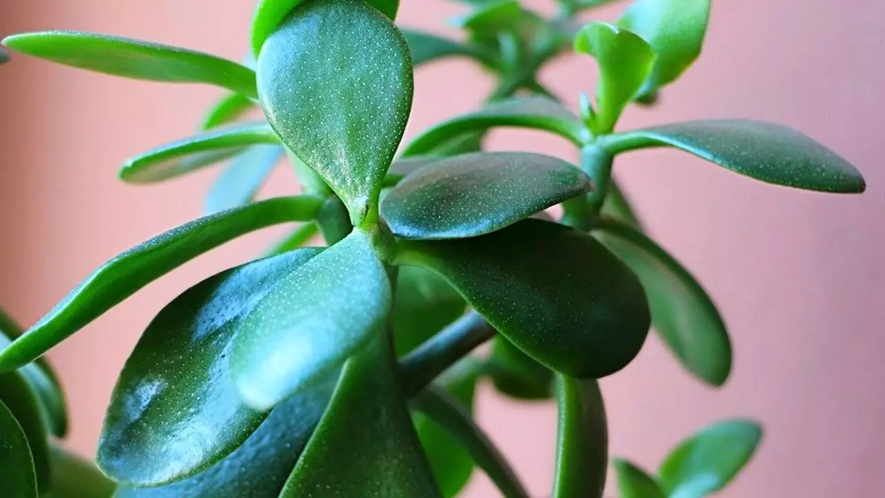 Flors a la casa: per què creix l'arbre dels diners?