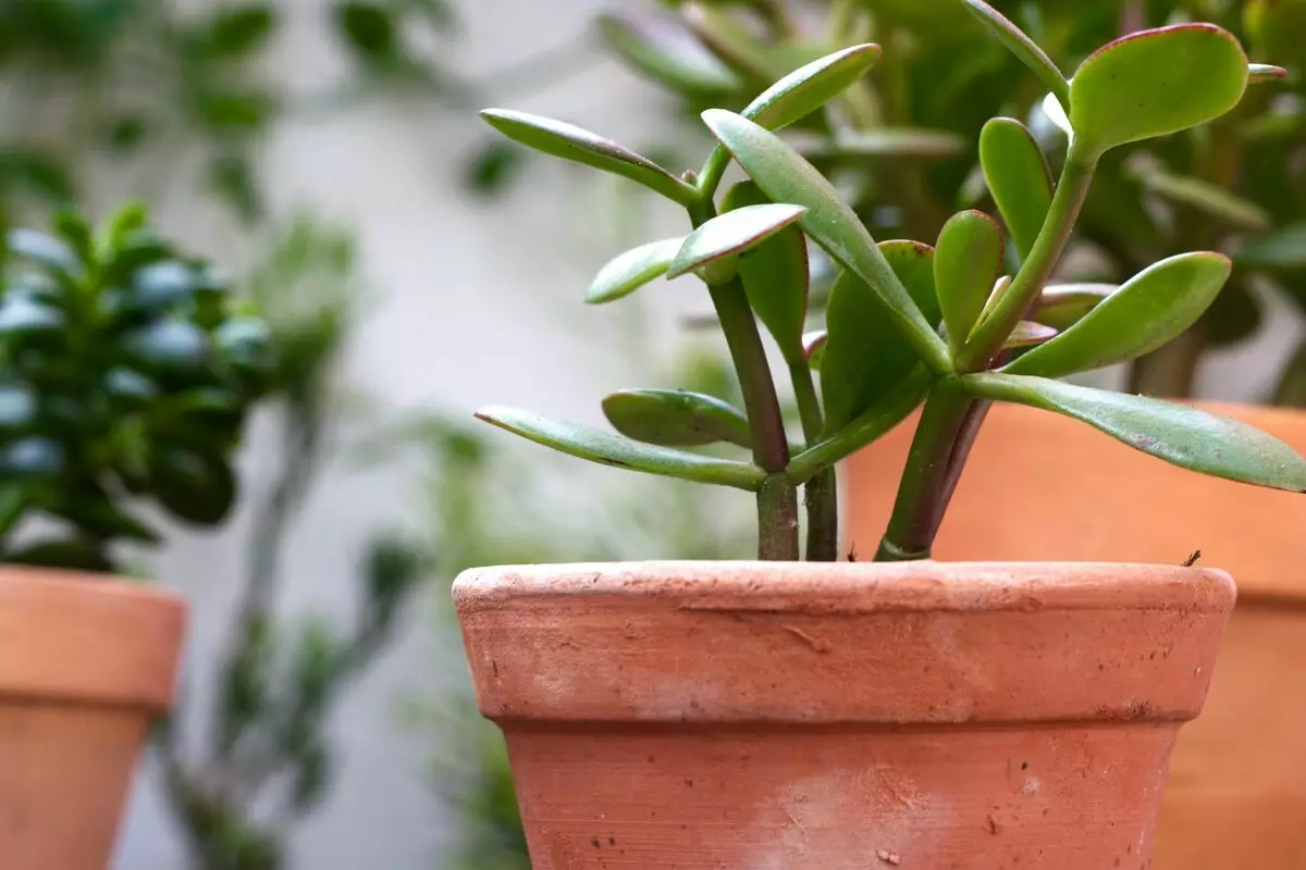 Flors a la casa: per què creix l'arbre dels diners?