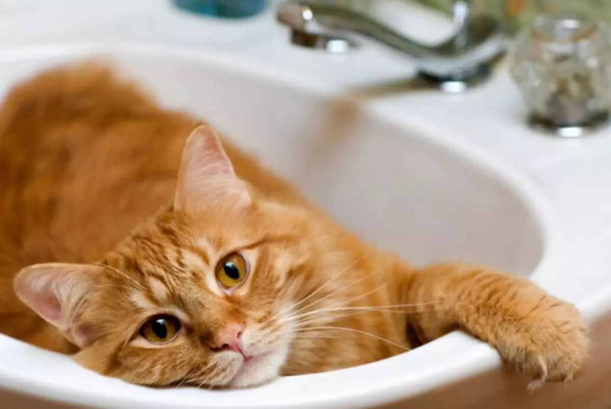 如何擺脫在家的公寓裡尿液的貓味