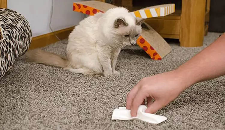 Bagaimana untuk menghilangkan bau kucing air kencing di apartmen di rumah
