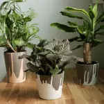 植木鉢の装飾：6つ以上のアイデア