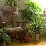 Houseplants en la interno -