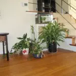 Husplanter i interiøret -