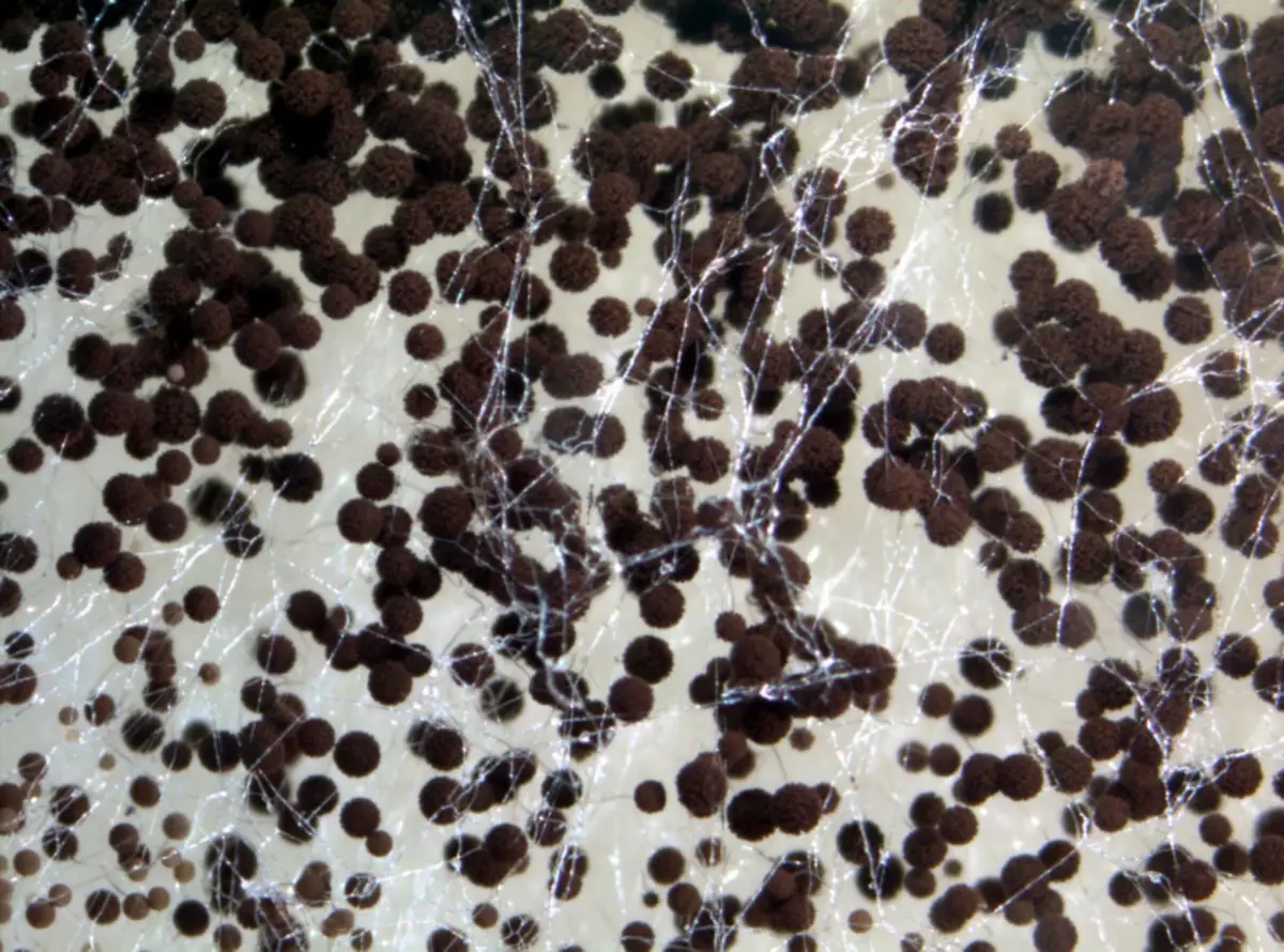 ఒక ప్రైవేట్ హౌస్ లో ఫ్లోర్ కింద ఫంగస్: ఎలా వదిలించుకోవటం