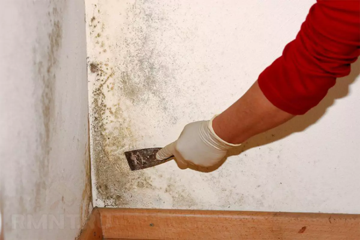 Svamp under golvet i ett privat hus: Hur bli av med