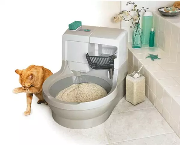 Wéi kritt Dir Rutsch Cat Urine: Video, Tipps, Rezepter