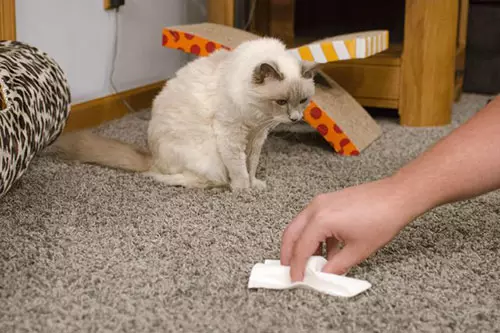 Cara menyingkirkan penciuman kucing urin: video, tips, resep