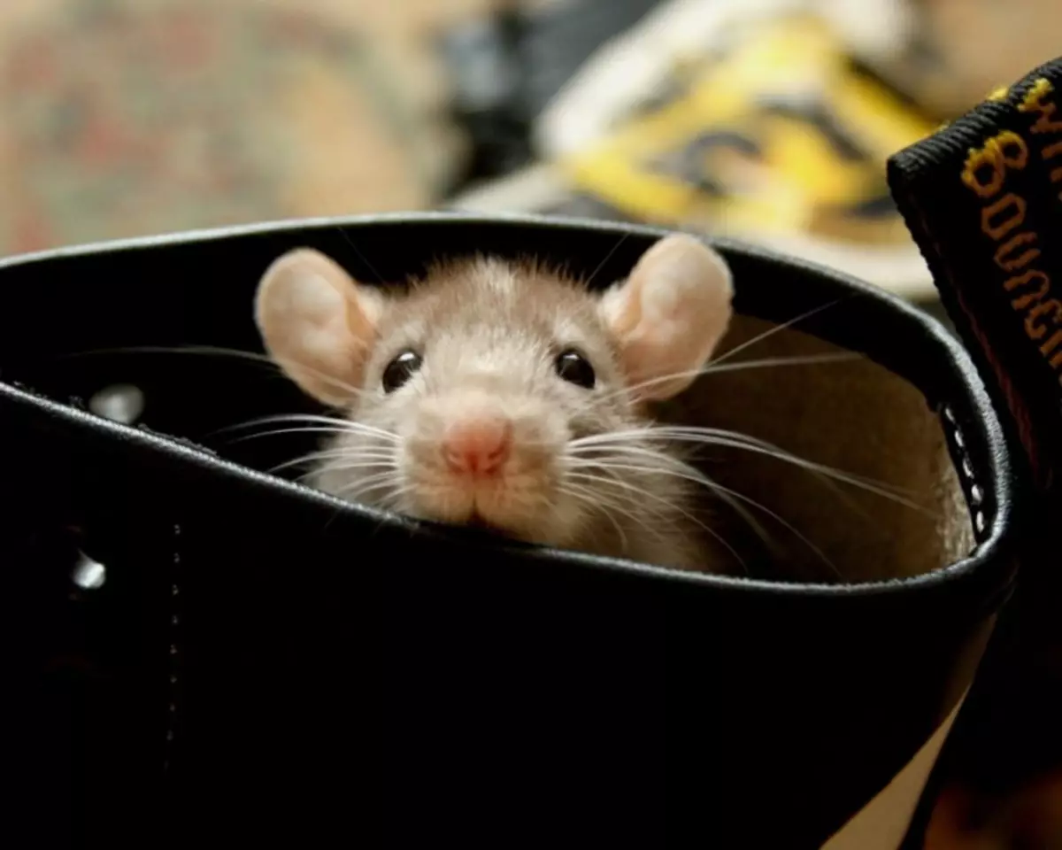 Gestorvende muis onder de vloer: hoe u zich kunt verwijderen