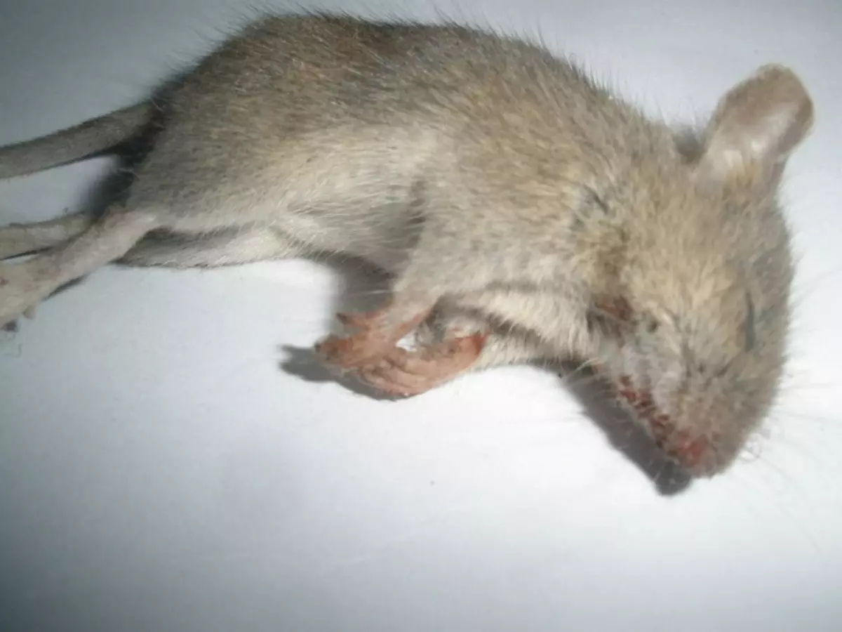 Umrl miško pod tlemi: kako se znebiti vonja