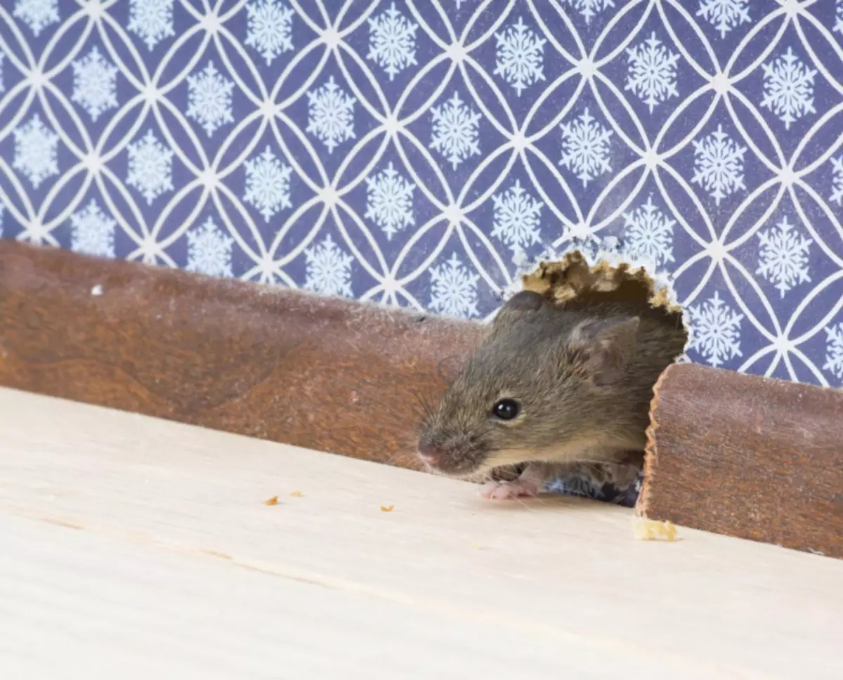 Zmarła mysz pod podłogą: jak pozbyć się zapachu