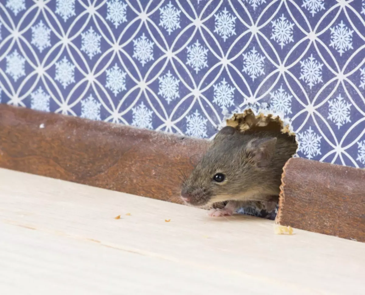 Mouse morto sotto il pavimento: come sbarazzarsi dell'odore