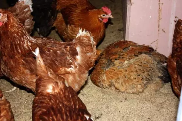 Malaglag para sa mga chickens para sa taglamig: buuin at i-insulate ang manok