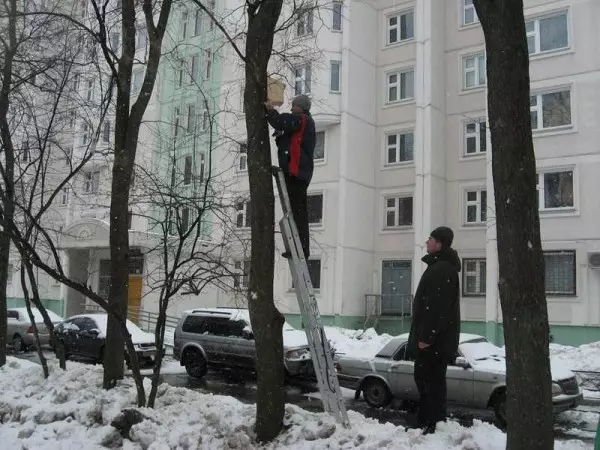 Як зрабіць шпакоўню: з дошак і бярвёны для розных птушак